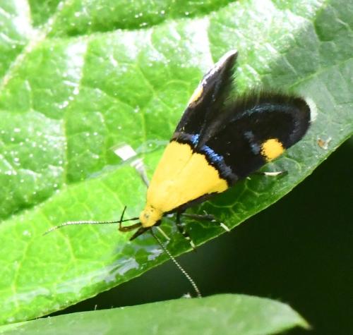 Oecophora bractella